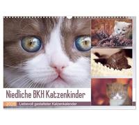 Niedliche BKH Katzenkinder (Wandkalender 2026 DIN A3 quer), CALVENDO Monatskalender: Dieser Kalender ist ein Muß für jeden Katzenfreund.
