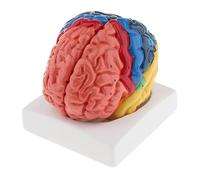 Nishiyuenyi Modelo Cerebro Humano Particiones Funcionales con Etiquetas Instrucción Nervio Craneal Ensamblaje Manual Material PVC Adecuado para Estudio
