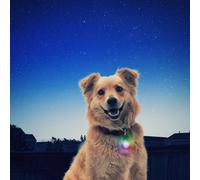 Nite Ize SpotLit - Luz LED para collar de perro, luz que cambia de color -Disc-O