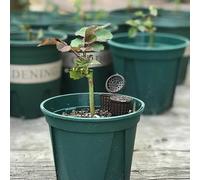 NiuLumea 100 cajas de fertilizantes de plástico para bonsái, orquídeas y plantas pequeñas, cesta de nutrientes portátil con tapa para evitar pérdidas y daños a los animales