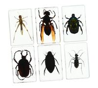 NIYANGLE 6 piezas Conjunto de Especímenes de Insectos Reales Transparente Colección Educativa y Decorativa para Aulas Museos y Coleccionistas Duraderos y Detallados para Enseñanza