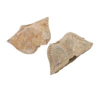 NIYANGLE Adorno Educativo de Fósiles Naturales 2piezas para Decoración del Hogar Formas Únicas y Transporte Fácil para Estudios de Geología y Paleontología