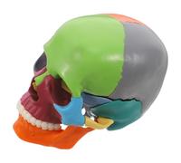 NIYANGLE Modelo Anatómico de Cráneo Desmontable y Multicolor para Estudio de Anatomía Humana Herramienta Educativa Científica para Formación Médica y Laboratorios Visualización Detallada