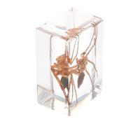 NIYANGLE Muestra de Resina de Araña Peluda, Ejemplar Decorativo Ligero y Portátil para Educación Científica, Ciencias Naturales y Biología Bachillerato, Adorno de Escritorio Educativo