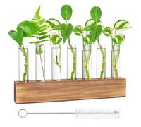Nizirioo Estación de propagación hidropónica - Jarrón de cristal con soporte de madera, cepillo y tubos de ensayo para plantas - Decoración