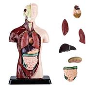 Nizirioo Modelo de anatomía del cuerpo del torso humano, 8 unidades desmontables (24,5 cm), modelo anatómico humano, para estudiantes de medicina, médicos y profesores, pantalla de formación