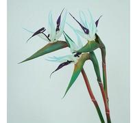 NKNLKS 3PCS Artificial Bird of Paradise Flowers, 22.8" Fake Strelitzia with Realistic Rubber Leaves, Silk Fabric Flowers for Home Wedding Party Decor, Tropical Floral Arrangements