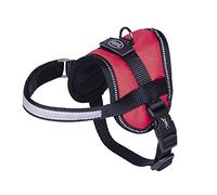 Nobby 80579 - 01 Vajilla Seguro Mini Vientre, Color Rojo