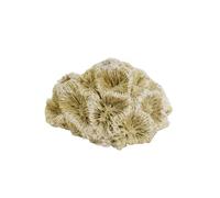 Nobby Aqua Ornaments Coral 6,8 x 6,3 x 4 cm