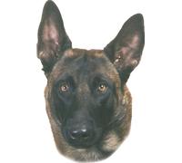 Nobby Etiqueta Malinois 120 x 150 mm, set de 2