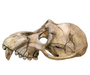 Nobby Monkey Skull - Adornos para Acuario, 22,5 x 14,5 x 11 cm