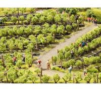 NOCH - 21540 - Modelo ferroviarias - Elementos de la decoración - Vignes - 24 Ceps