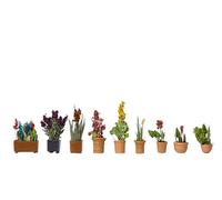 Noch 14012 - Pre-pintados Plantas En Ollas Escena Artículo 1/87th H0/00 Calibre
