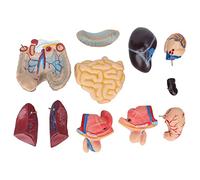 NOENNULL Modelo de Anatomía del Torso Humano de 17,7 Pulgadas Modelo de Torso del Cuerpo Humano 3D para el Esqueleto del de Anatomía del Niño, de Cerebro del Cuerpo