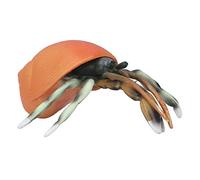 NOENNULL Modelo de Cangrejo Ermitaño Realista de Simulación para Juegos Educativos para Niños, Juguete de Estatuilla de Vida Marina de PVC para Entusiastas de la Ciencia de la Colección