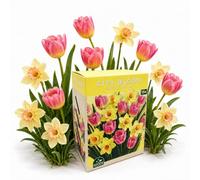 Nojus - City Bloom - Sweet Pastel Bulbos de tulipán y narciso 15 | Mezcla de tulipanes, tulipanes de primavera, jardín primaveral, paquete de bulbos de flores, set de 15 bulbos