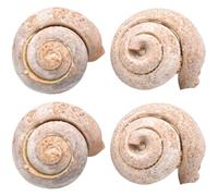 NOLITOY 4 Piezas de Auténticos para Decoración Educativa y Práctica Docente, Accesorios Científicos de Paleontología para Estudiantes
