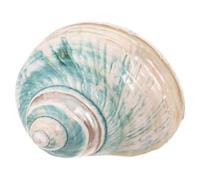 NOLITOY Conchas Marinas Naturales de Caracol Mediterráneo Fluorescentes Decoración Náutica para Acuarios y Colecciones Adorno Educativo Decoración de Interiores Marinos