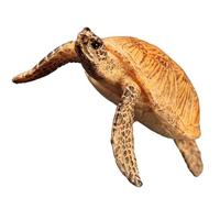 NOLITOY Estatua Decorativa Tortuga Realista de Plástico Modelo Educativo de Tortuga Marina para Figura Simulación Animal Enseñanza Cognitiva y Aprendizaje Temprano