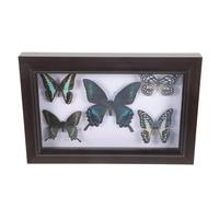 NOLITOY Marco de Fotos con Ejemplar de Insecto Hecho a Mano para Colgar Pared, Decoración del Hogar Creativa, Adorno Artístico Natural para Educación y Colección, Tamaño A7, Madera