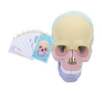 NOLITOY Modelo Anatómico de Cráneo Humano Desmontable con Partes Extraíbles para Enseñanza de Anatomía Oral y Craneal Material Duradero y Diseño Innovador para Aprendizaje Práctico