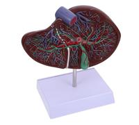NOLITOY Modelo Anatómico de Hígado Humano Educativo con Base Plástico y Seguro para Enseñanza de Anatomía y Fisiología Escuelas y Medicina