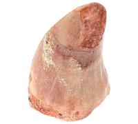 NOLITOY Modelo de Diente Fosilizado de Dinosaurio para Educación y Colección, Réplica Detallada Prehistórica, Recurso Didáctico para Aulas y Estudios Paleontológicos, Especimen Científico