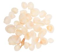 NOLITOY Set de Conchas Marinas Naturales Blancas para Manualidades DIY Pequeñas Conchas Espiral para Decoración del Hogar para Jarrones y Paredes Accesorio Artesanal