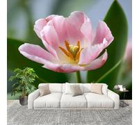 Non autoadesivo Carta da Parati Fotografica 300x210 cm Tulipani, Fiori Bellissimi Facile Installazione Decorazione Parete Grande Fotomurali Rosa HD Resistente UV Rimovibile Murale