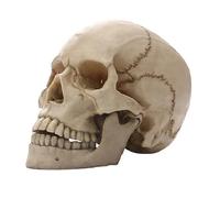 NONDK Estatua de Calavera de Cabeza para DecoracióN del Hogar, Figuras de Resina, DecoracióN de Halloween, Escultura, EnseñAnza MéDica, Boceto, Modelo, ArtesaníAs