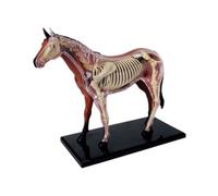 NONDK Modelo de Anatomía de Órganos Animales 4D, Juguete de Ensamblaje de Inteligencia de Caballo, Modelo de Anatomía para Enseñanza, Electrodomésticos de Populares DIY