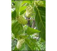 Noni Fruit Medicine: Why the World’s Most Powerful Healing Fruit Was Almost Erased (Alternative Medicine: Holistic Wellness)