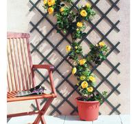 Nortene Celosia Extensible PVC Trelliflex Antracita PVC Gris 0,5X1,5 M | Ideal Para Guiar El Crecimiento De Tus Plantas Trepadoras, Color Gris, Fácil Instalación En Terraza, Balcón Y Jardín