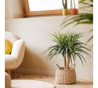 Nortene | Planta Artificial Nolina Mini 75 Cm | Plantas Artificiales Decorativas | Planta Artificial Realista | Planta Artificial Grande | Ideal para Decoración De Hogar Y Oficina