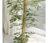 Nortene Tutor Coco Resistente para Plantas y Huerto Exterior 0.6 M