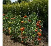Nortene Tutor Tomate Spiral Resistente para Plantas y Huerto 1.80 M
