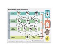 North American Food Web Poster Ecosystem Science | Shows flow from producers to consumers across forest grassland wetland habitats(Framed,08X12inch(20X30cm))
