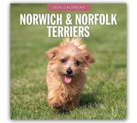 Norwich & Norfolk Terriers 2026 Square Wall Calendar: Original Red Robin Publishing Ltd-Kalender [Mehrsprachig] [Kalender]