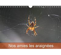 Nos amies les araignees (calendrier mural 2020 din a4 horizontal) - le monde des araignees et des in (Calvendo Nature)
