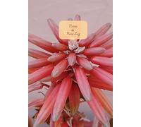 Notas de Pura Luz: Pura Fuerza Vegetal . Puras Flores . Aloe arborescens . 06