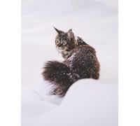 Notebook / Journal: Cat Care Documenting Thoughts & Writing Memories: 23 lines per page, 8.5x11 Inches, 100 Pages.