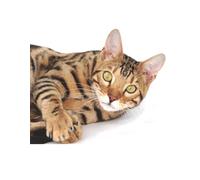 Notebook / Journal: Cat Care Documenting Thoughts & Writing Memories: 23 lines per page, 8.5x11 Inches, 100 Pages.