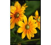 Notebook Journal Diary Paperback - 120 lined pages with Beautiful Yellow Daisies on Top Cover (6" x 9")