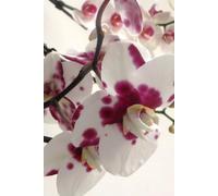Notebook Journal, White Purple Pink Orchid photo cover, Blank and Lined Keepsake Notebook to draw & write, pretty and cute gift idea for house plants lover