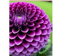 Notebook: Premium floral design; graph paper with a little flower to coloring if you`re bored. Quad ruled paper, 170 pages, 8,5*11` inch. format. Each ... space for your concepts, to-do lists.