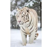 Notebook: White Tiger, 100 Pages 6 x 9 Wide Ruled Lined Pages Journal Diary For Teens, Students, Animal Lovers, and Study Notes (Composition Notebook)