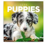 NOTIQUE Calendario de pared 2026 Cachorros, calendario mensual en folleto, diseño estético 30 x 30 cm (abierto 30x60)
