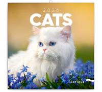 NOTIQUE Calendario de pared 2026 Gatos, calendario mensual en folleto, diseño estético 30 x 30 cm (abierto 30x60)