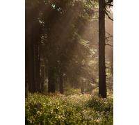 Notizbuch A4 liniert - Sonnenstrahlen im Wald Cover mit Lichtstimmung zwischen Bäumen - 100 Seiten - Cremefarbenes Papier - Journal für Schule, Studium und Büro