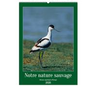 Notre nature sauvage, oiseaux aquatiques d'Europe (Calendrier mural 2026 DIN A2 horizontal), CALVENDO calendrier mensuel: Oiseaux que l'on peut découvrir en Europe